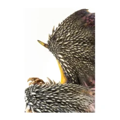 Pure Arts - Monster Hunter World - Nergigante 1/26