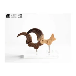 Toynami ECC Elite Creature Collectibles - Velociraptor Foot Claw and Fossil Claw Set - Jurassic Park