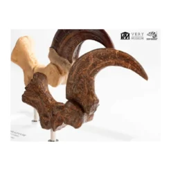 Toynami ECC Elite Creature Collectibles - Velociraptor Foot Claw and Fossil Claw Set - Jurassic Park