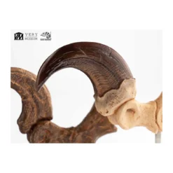 Toynami ECC Elite Creature Collectibles - Velociraptor Foot Claw and Fossil Claw Set - Jurassic Park