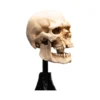 Weta - Le Seigneur des Anneaux - Skull of a Mordor Orc - LOTR
