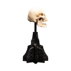 Weta - Le Seigneur des Anneaux - Skull of a Mordor Orc - LOTR