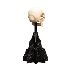 Weta - Le Seigneur des Anneaux - Skull of a Mordor Orc - LOTR