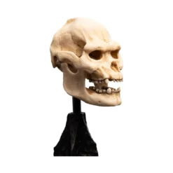 Weta - Le Seigneur des Anneaux - Skull of Lurtz - LOTR