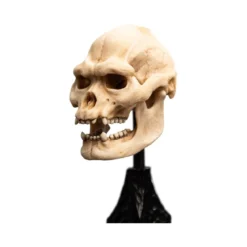 Weta - Le Seigneur des Anneaux - Skull of Lurtz - LOTR