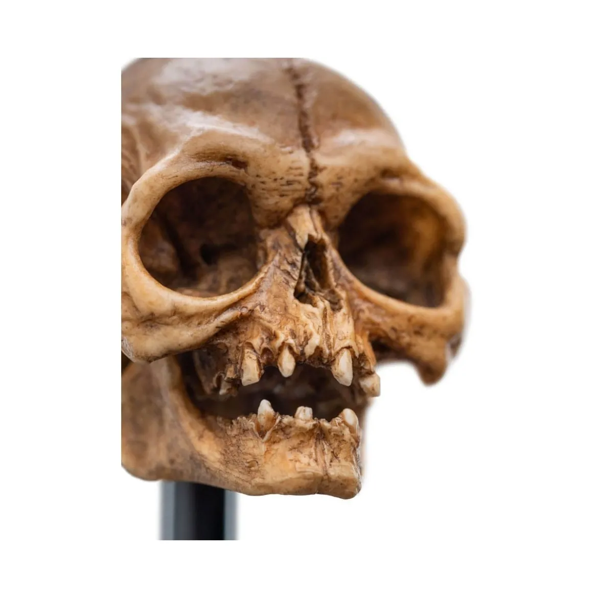 Weta - Le Seigneur des Anneaux - Skull of Gollum - LOTR