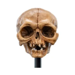 Weta - Le Seigneur des Anneaux - Skull of Gollum - LOTR