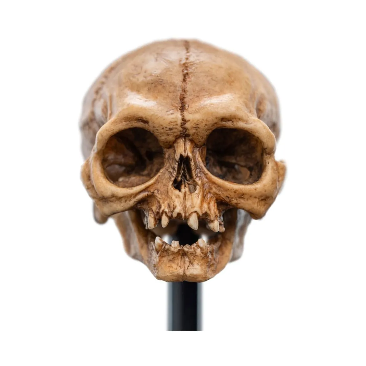 Weta - Le Seigneur des Anneaux - Skull of Gollum - LOTR