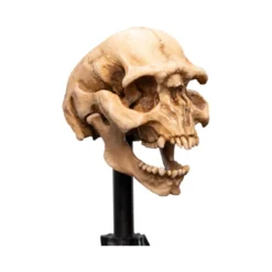 Weta - Le Seigneur des Anneaux - Skull of a Moria Orc - LOTR