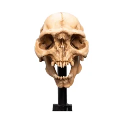Weta - Le Seigneur des Anneaux - Skull of a Moria Orc - LOTR