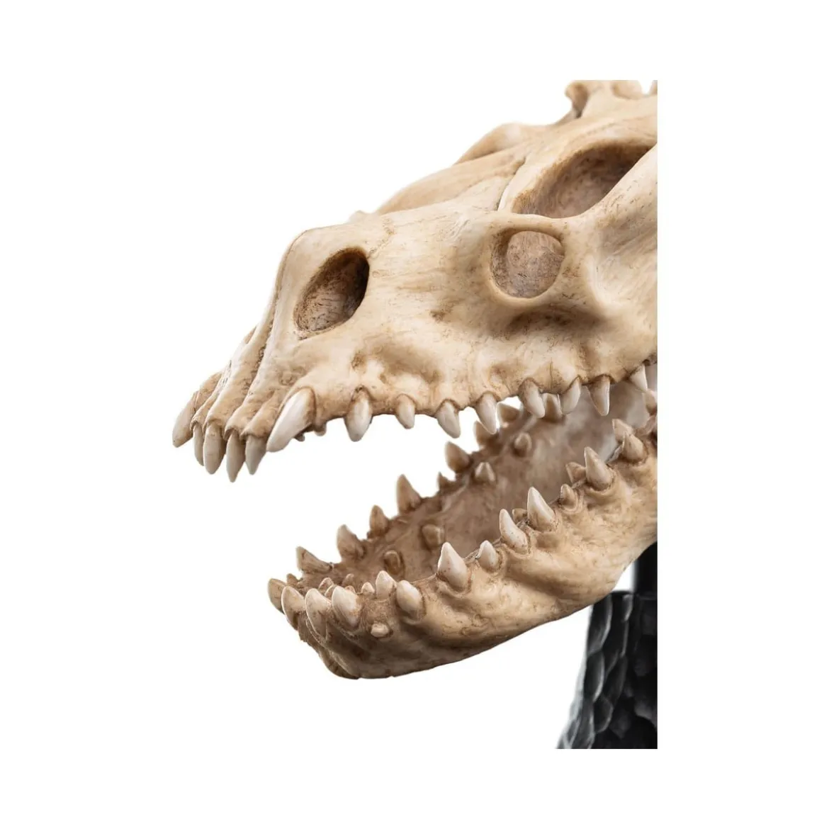 Weta - Le Seigneur des Anneaux - Skull of a Fell Beast - LOTR